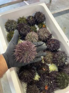 Pasta con i ricci di Mare Palermo